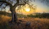 Kom plant ’n boom vir Afrikaans